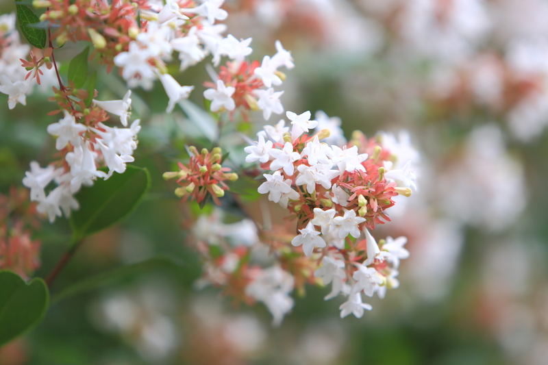 flower borders garden